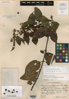 Chiococca pachyphylla image