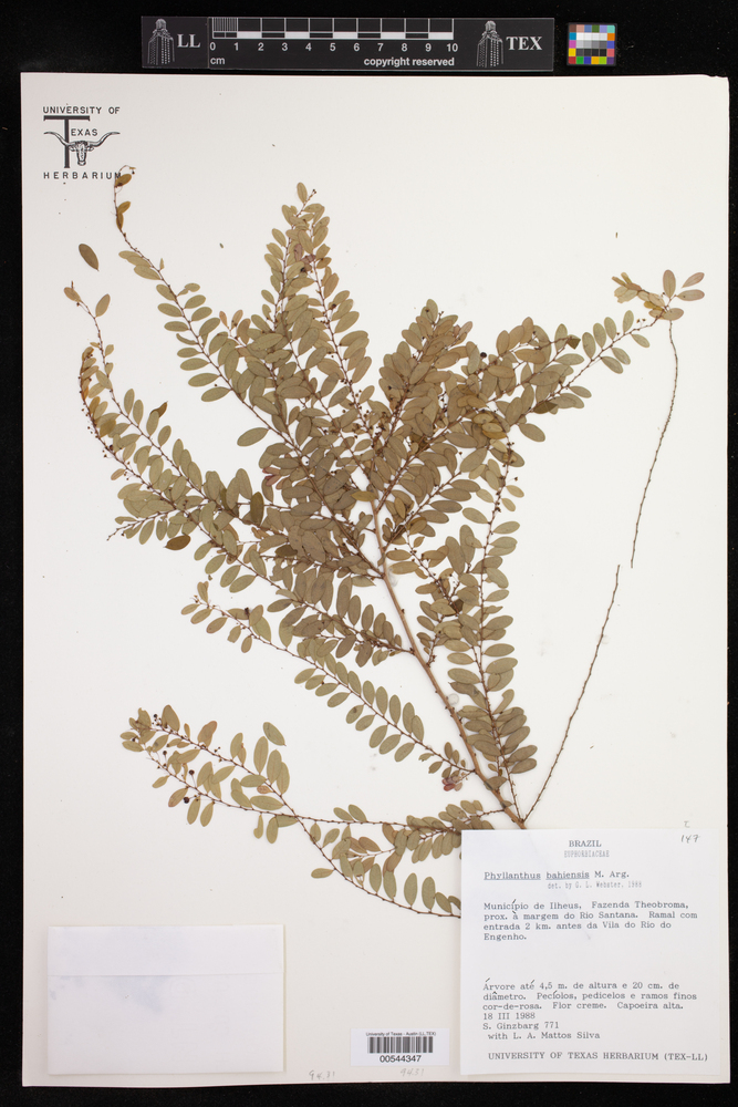 Phyllanthus bahiensis image
