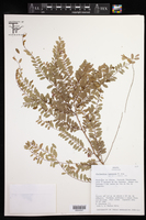 Image of Phyllanthus bahiensis