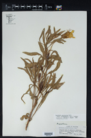 Oenothera macrocarpa subsp. oklahomensis image