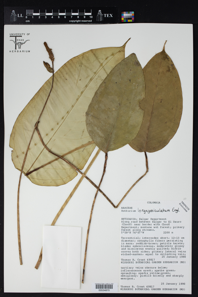 Anthurium longegeniculatum image
