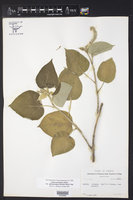 Croton morifolius var. sphaerocarpus image