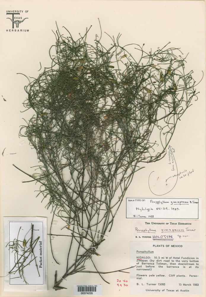 Porophyllum zimapanum image
