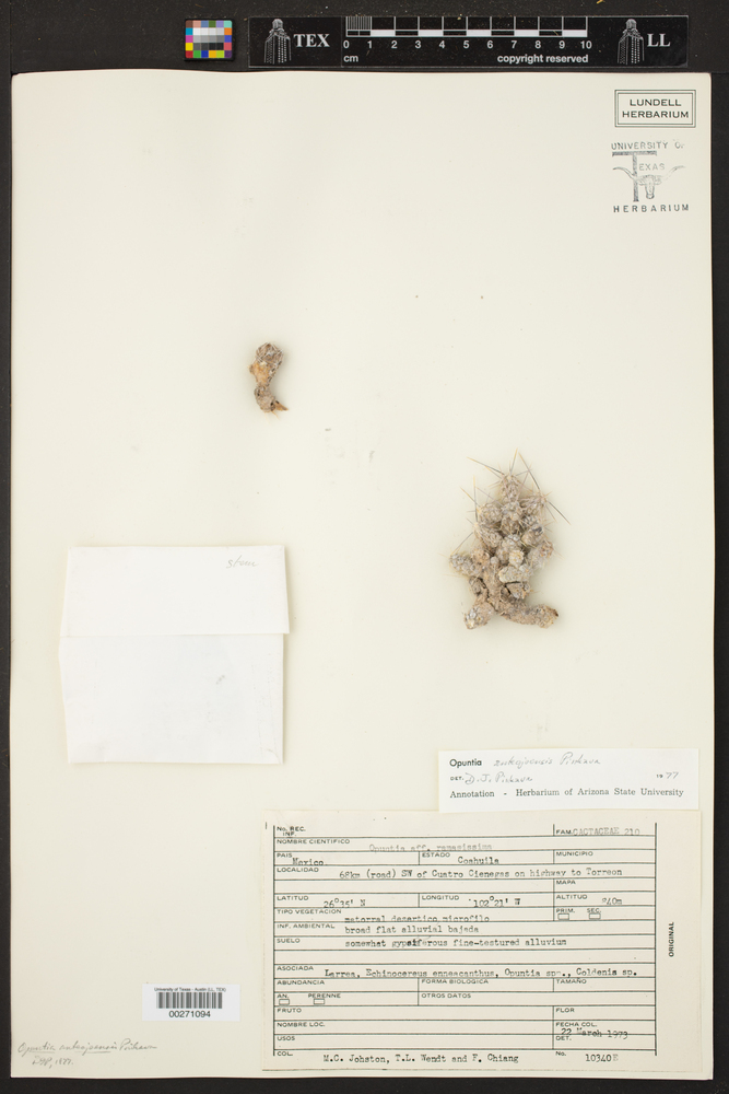 Opuntia anteojoensis image