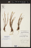Astrolepis cochisensis subsp. chihuahuensis image