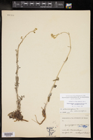 Hymenopappus artemisiifolius var. artemisiifolius image
