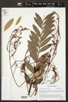 Image of Eurycoma longifolia