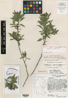 Image of Ageratina flourensifolia