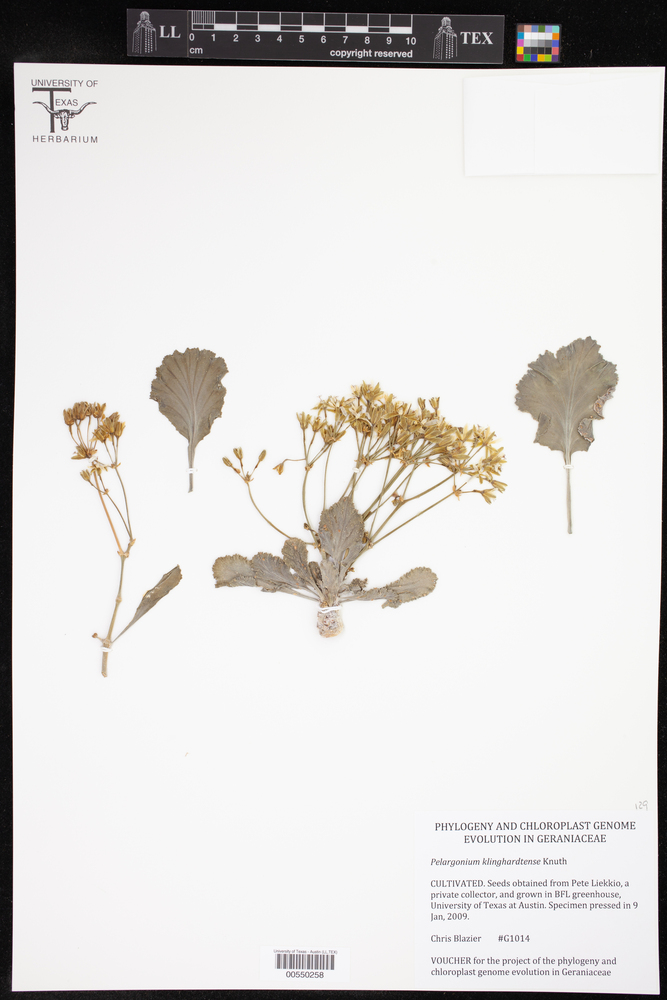 Pelargonium klinghardtense image
