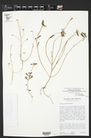 Portulaca umbraticola subsp. lanceolata image