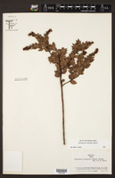 Gaultheria itatiaiae image