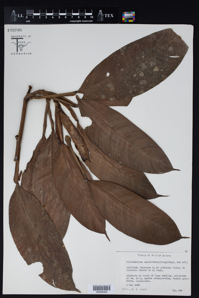 Philodendron cannifolium image