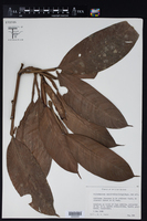 Image of Philodendron cannifolium