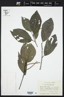 Piper jacquemontianum image