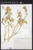 Croton magdalenae image