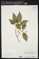 Rauvolfia paraensis image