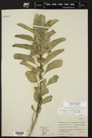 Asclepias oenotheroides image