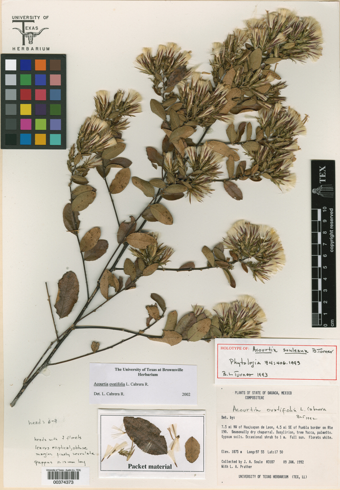 Acourtia ovatifolia image