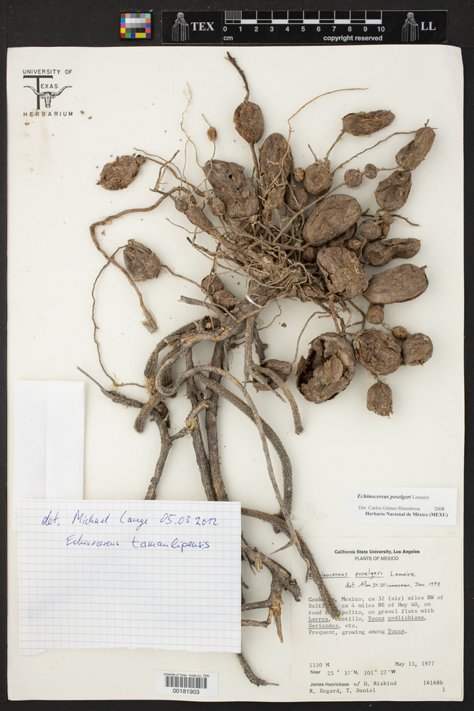 Echinocereus tamaulipensis image
