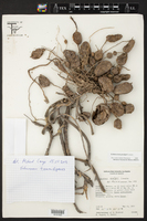 Image of Echinocereus tamaulipensis