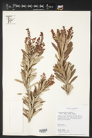 Comarostaphylis polifolia image