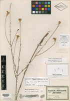 Tagetes stenophylla image