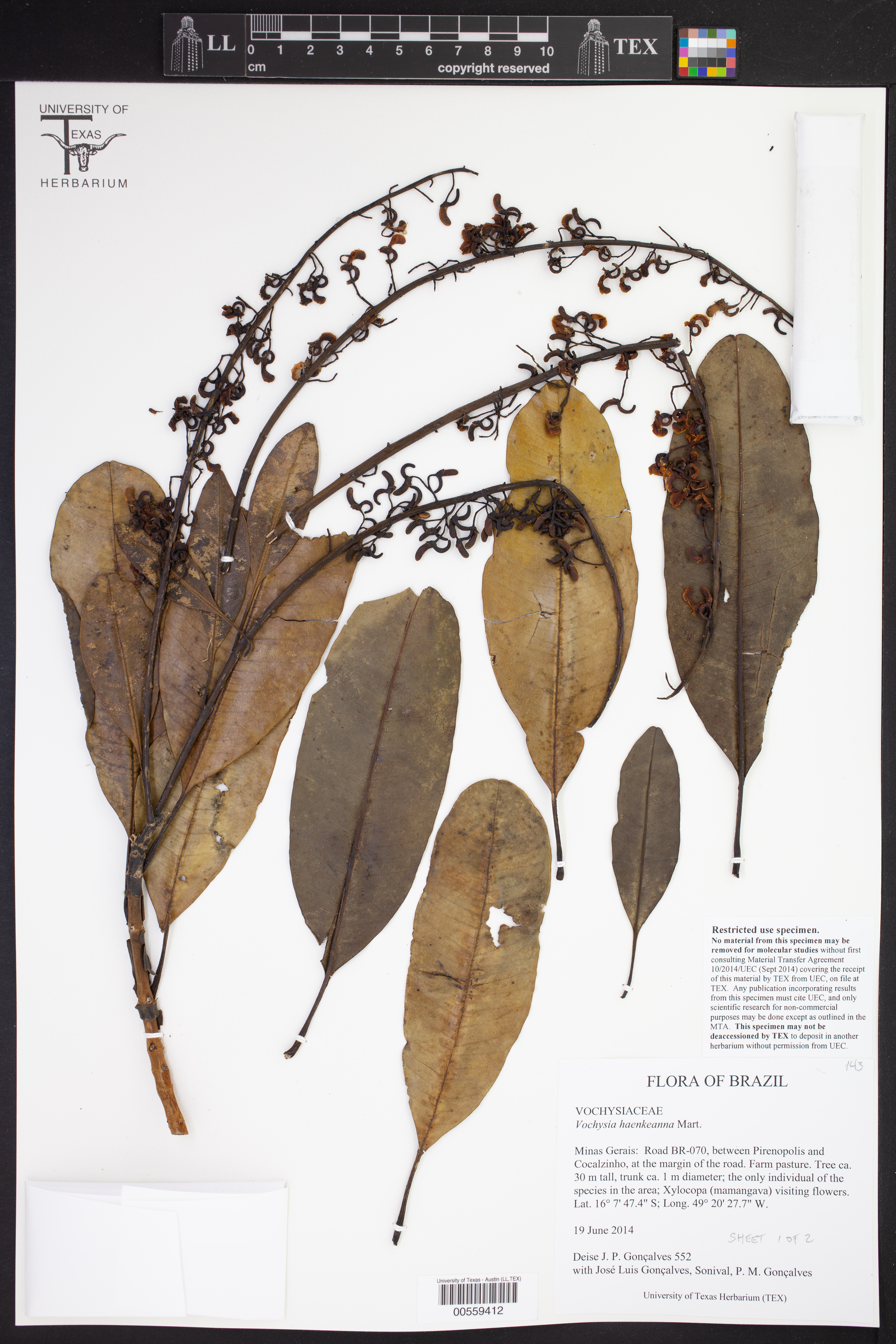 Vochysia haenkeana