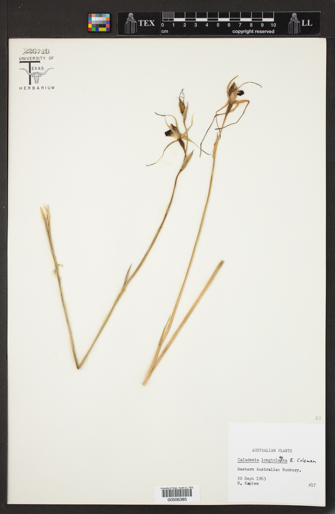 Caladenia longiclavata image
