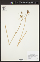 Image of Caladenia longiclavata
