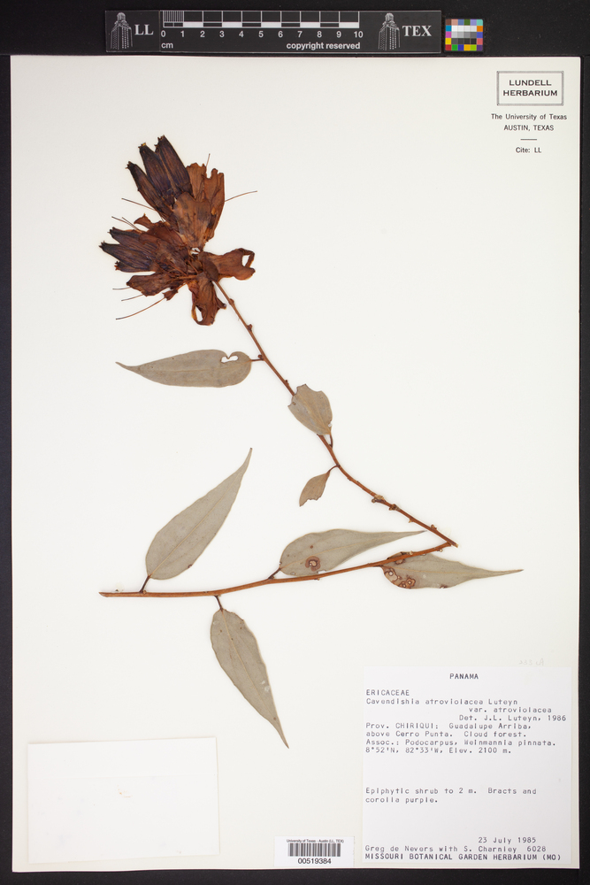 Cavendishia atroviolacea var. atroviolacea image