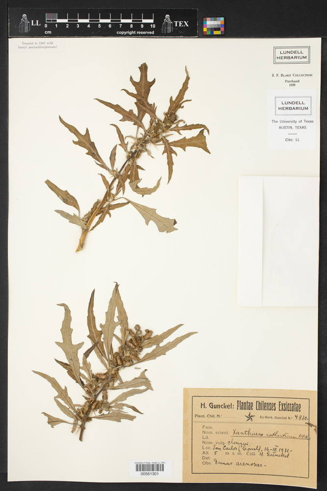 Xanthium spinosum subsp. catharticum image