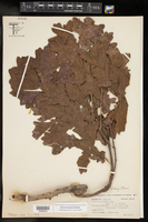 Image of Quercus boyntonii