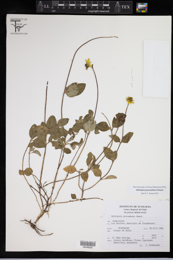Heliopsis procumbens image