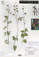 Wissadula parvifolia image