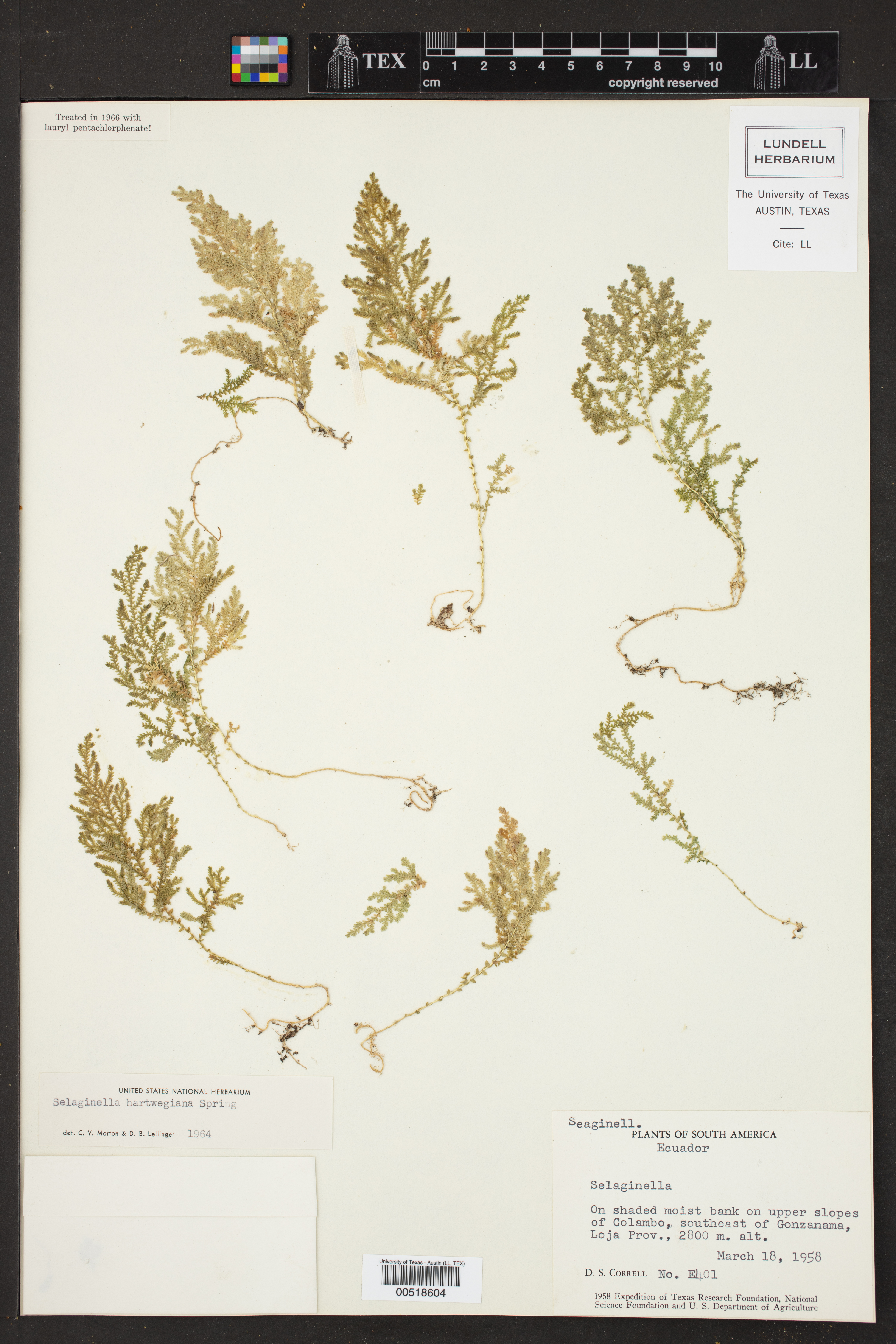 Selaginella hartwegiana image