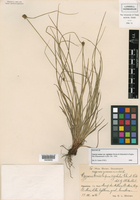 Cyperus nanus image