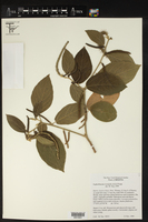 Acalypha stricta image