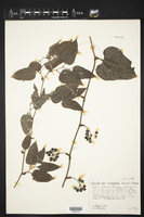 Smilax cordifolia image