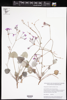 Image of Pelargonium reniforme