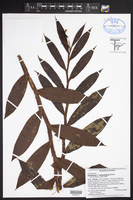 Epidendrum pergameneum image
