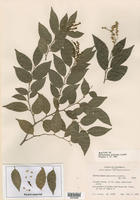 Image of Bartholomaea sessiliflora