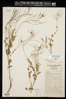 Thelypodiopsis shinnersii image
