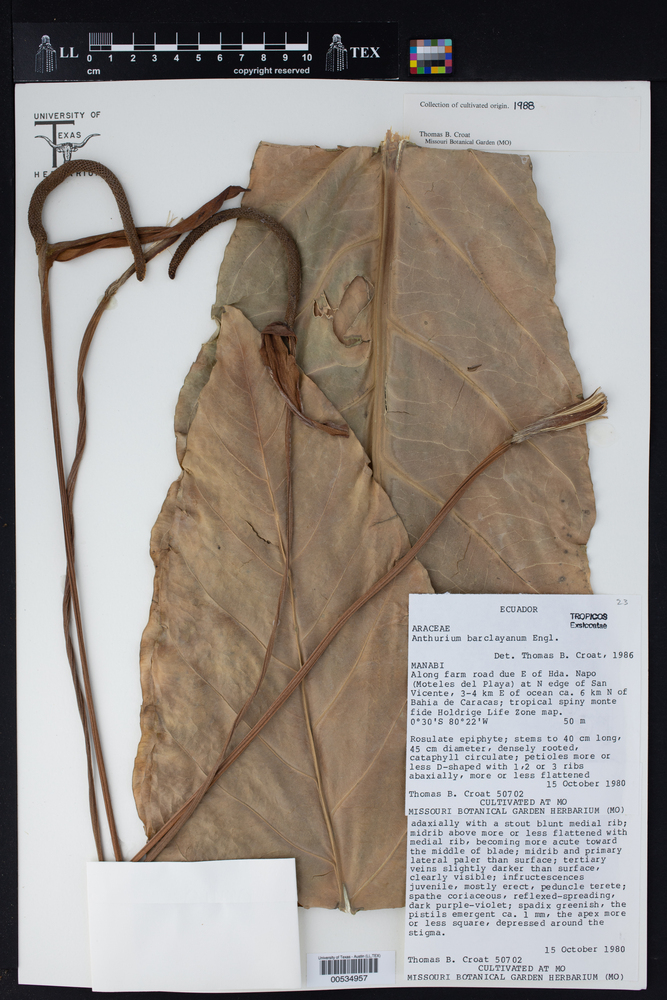 Anthurium barclayanum image