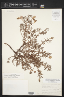Calylophus hartwegii subsp. maccartii image