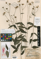Alloispermum michoacanum var. liebmannii image