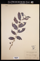 Image of Glochidion philippicum