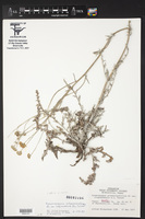 Hymenopappus artemisiifolius image