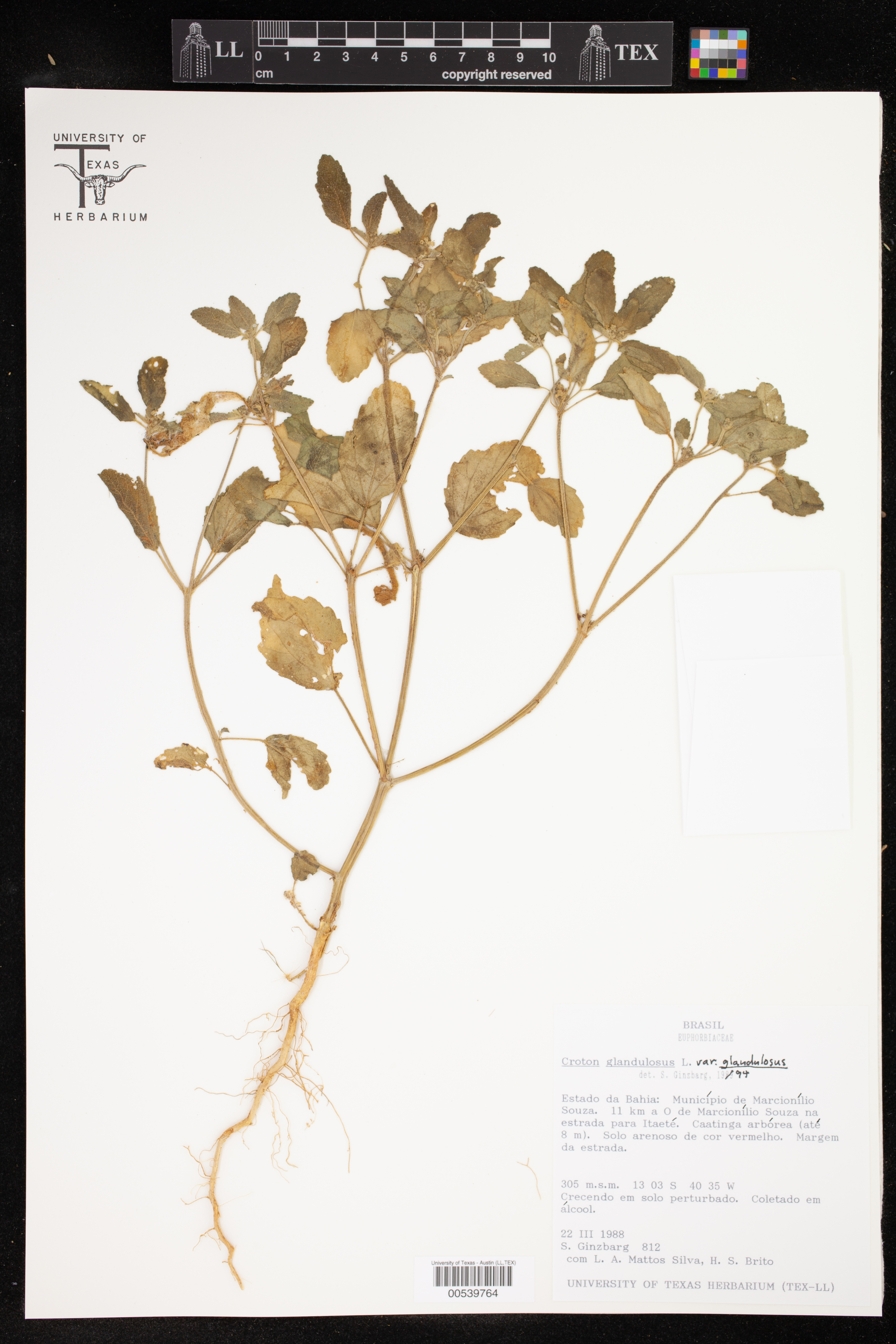 Croton glandulosus