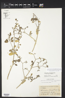 Acleisanthes chenopodioides image
