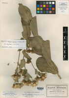 Acourtia fruticosa image